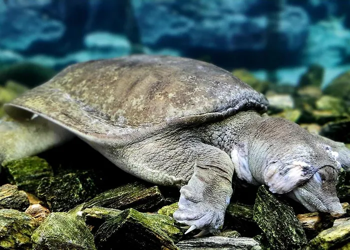 Farma Jurajskie Manowce Niegowa